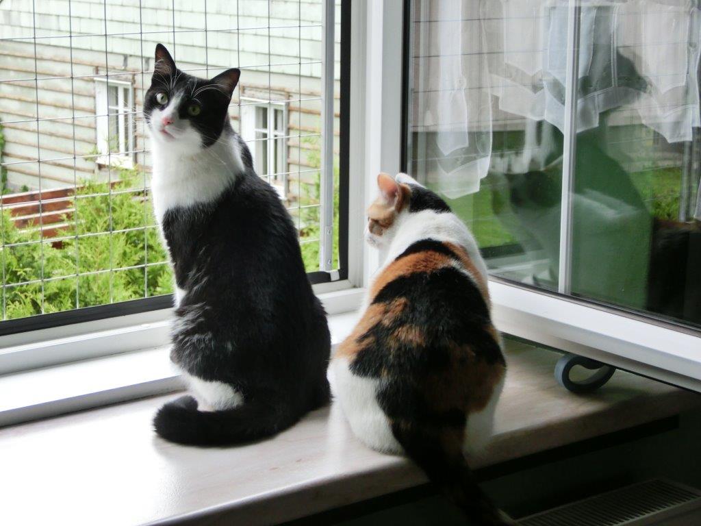 Katzengitter Kunststoff Fenster